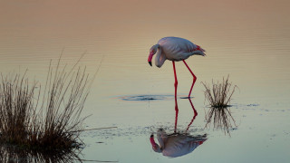Flamingo crossed legs water head - its leg free wallpaper