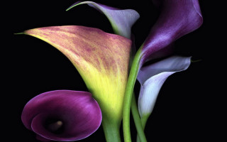 Purple flower green stem black - david lachapelle free wallpaper