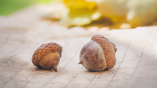 Nuts paper tablecloth blurry leaves - a blurry background of leaves free wallpaper