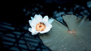 White flower leaf pond ripples - anne rigney free wallpaper