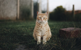 Sad cat in grass portrait - carlos catasse free wallpaper for desktop
