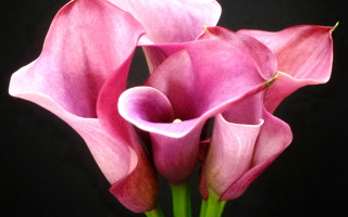 Pink flower black background closeup - this picture free wallpaper