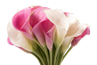 Bouquet pink white flowers vase - a bouquet free wallpaper