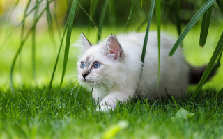 White kitten blue eyes curious 4 - grass free wallpaper
