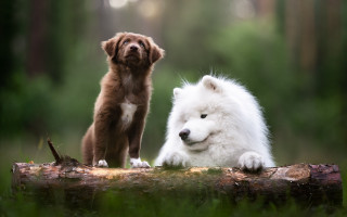 Dog puppy log woods nature - together free wallpaper