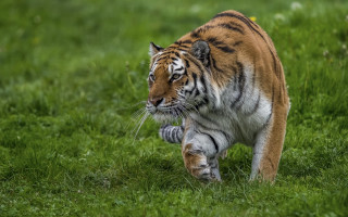 Tiger walking green field sunny - a tiger free wallpaper
