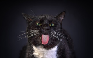 Black white cat tongue out - photography free wallpaper