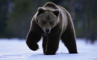 Brown bear snow field forest - the background and a forest in the background free wallpaper