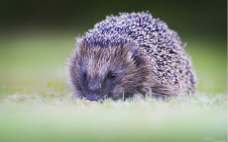 Hedgehog grass daytime sun tiltshift - andrew geddes free wallpaper