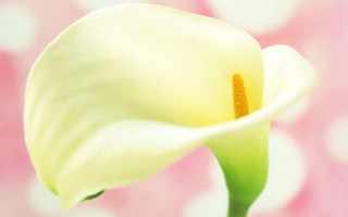 White flower green stem pink - heart free wallpaper