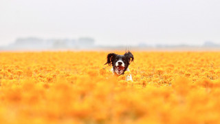 Dog running yellow flowers open - flemish free wallpaper