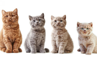 Kittens calico shiba inu tiger - grey background free wallpaper