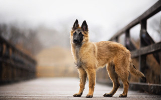 Dog bridge rain photorealism tiltshift - the camera man free wallpaper