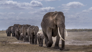Elephants drygrass trees cloudy sky - a herd of elephants free wallpaper