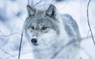 Wolf snowy woods branch photorealistic - a branch in front free wallpaper