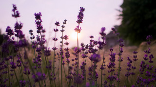 Lavender sunset field grass branch - a field of lavender free wallpaper