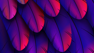 Purple red feathers red center - top of them free wallpaper
