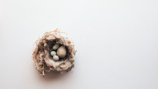 Bird nest eggs white surface - carol bove free wallpaper