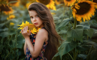 Young girl sunflower field autumn - a background free wallpaper