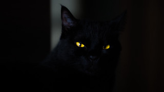 Black cat yellow eyes gothic 13 - a black cat free wallpaper