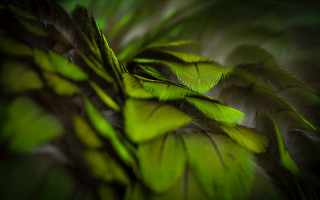 Green plant leaves macro nature - a green plant free wallpaper