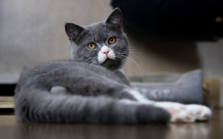 Regal cat trio blurry depth - regal free wallpaper