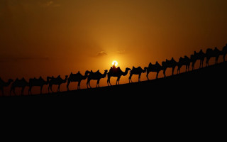 Camels silhouette sunset desert landscape - amir zand free wallpaper