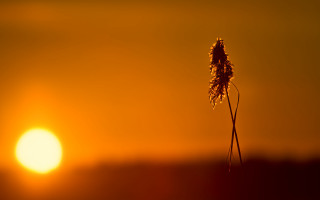 Tall plant sunset moon mountain - backlight free wallpaper