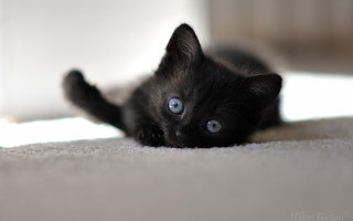 Black kitten blue eyes curious 2 - curious free wallpaper
