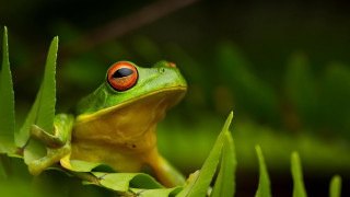 Red eyed frog green plant 3 - a green plant free wallpaper