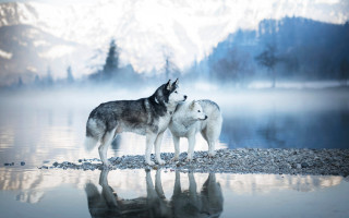 Wolf shore lake mountains fog - caspar wolf free wallpaper