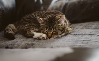 Cat sleeping couch blurry photorealistic 2 - f 1. free wallpaper