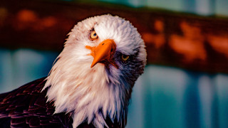Bald eagle angry blue background - orange beak free wallpaper