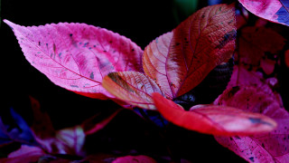 Pink red leaf cherry blossoms - vivid free wallpaper