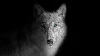 Wolf blue eyes black background - caspar wolf free wallpaper