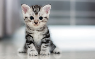 Sad kitten floor looking camera - a small kitten free wallpaper