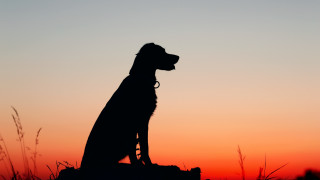 Dog silhouette rock sunset orange - sunset free wallpaper