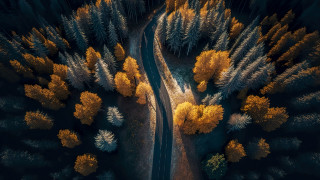 Autumn forest road fireworks starry - both side of it free wallpaper
