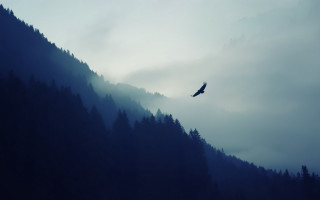 Bird flying over forest mist - over a forest free wallpaper