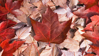 Red yellow leaves fall ground - the fall season free wallpaper