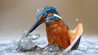 Bird fish water bubbles ice - its mouth free wallpaper