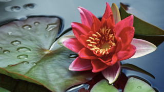 Red flower floating pond water - a green leaf free wallpaper
