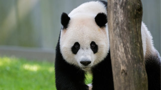 Panda sad portrait forest blurry - a portrait free wallpaper