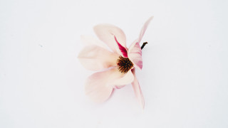 Flower butterfly wings macro naturalism - a black center free wallpaper