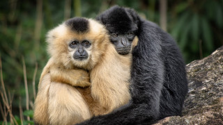 Monkeys rock forest bamboo nature - the background free wallpaper