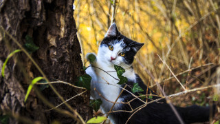 Cat standing tree surprised autumn - its hind leg free wallpaper