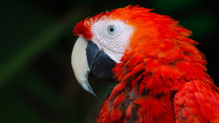 Red white parrot black background - bourgeoi free wallpaper