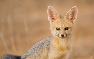 Sad fox sitting grass looking - a small fox free wallpaper