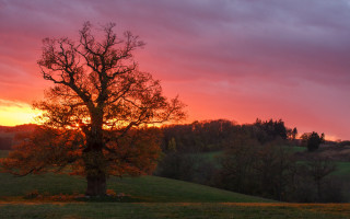 Sunset tree field clouds orange 2 - sky free wallpaper