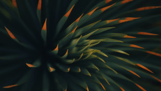 Green plant orange stripes raytraced - a green plant free wallpaper